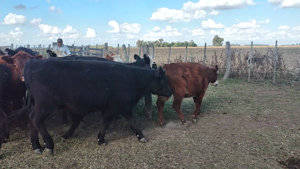 Lote 32 Terneros/as en Suipacha, Buenos Aires