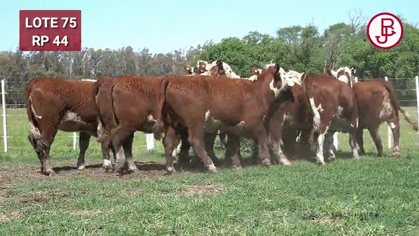 Lote VAQUILLONAS PREÑADAS Rodeo General -PARICION OTOÑO 2024-