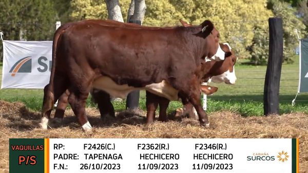 Lote VAQUILLAS 2023 P/SERVICIO BRAFORD