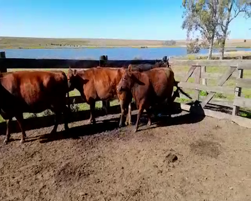 Lote (Vendido)4 Vaquillonas Vacas Preñadas en CONSTANCIA