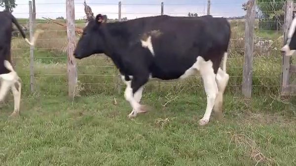 Lote Vaquillonas Preñadas- Carlos Imhoff