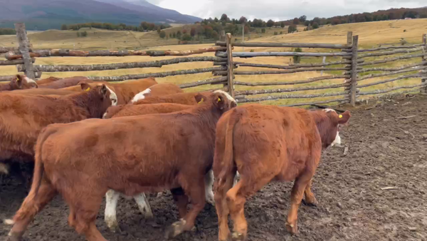 Lote 30 Ternero en Coyhaique, XI Región Aysén