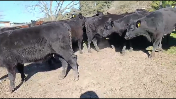 Lote 31 Vaquillonas