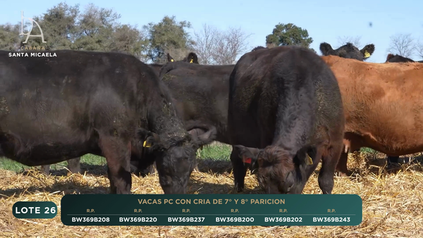 Lote VACAS PC PARIDAS y PREÑADAS