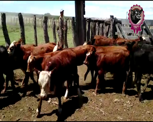 Lote 11 Terneros y 14 Terneras de 125 Kg