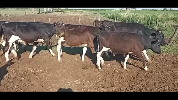 Lote 22 Terneros Holando Argentino en Tacural, Santa Fe