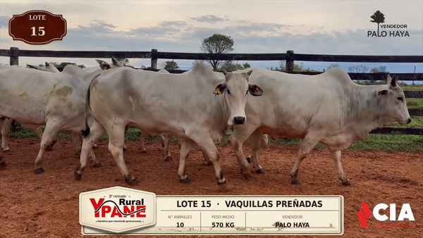 Lote Lote 15