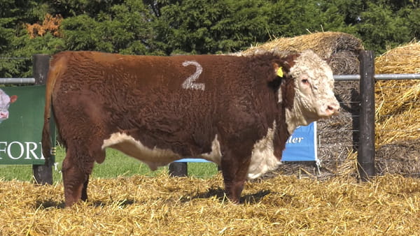 2 -  41286 — TOROS P. HEREFORD PURO REGISTRADO
