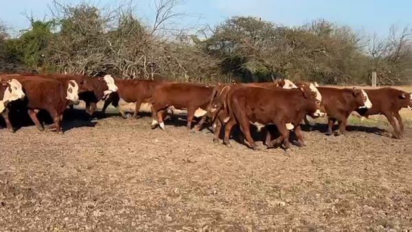 Lote 200 Terneros