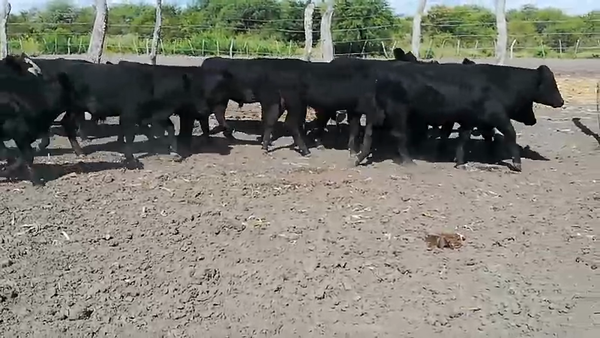 Lote 70 Terneros/as en Galarza, Entre Ríos