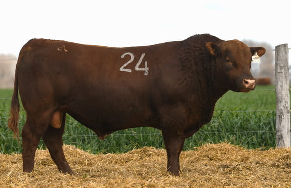 Lote TORO ANGUS PC