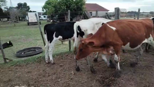 Lote 20 Terneros, San José