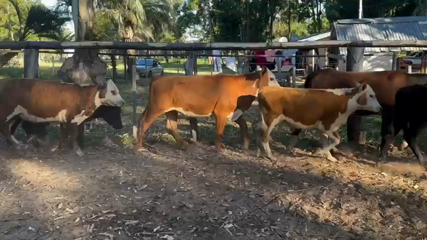 Lote 25 Terneros/as en Entre Ríos, Concordia