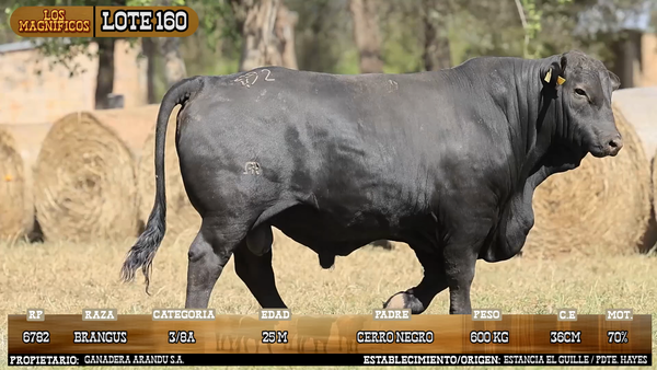 Lote LOTE 160 - VIVO