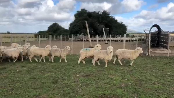 Lote 859 Ovejas CORRIDALE 55kg - , San José