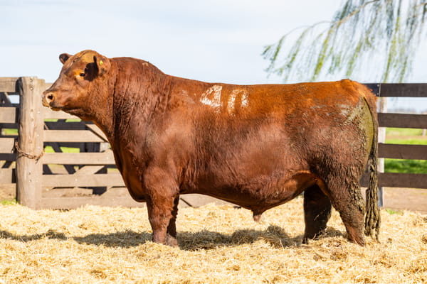 Lote Toro PC