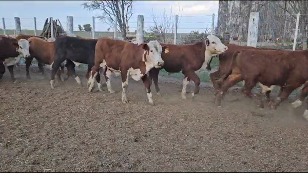 Lote 50 Novillitos Braford y sus Cruzas en Constanza, Santa Fe