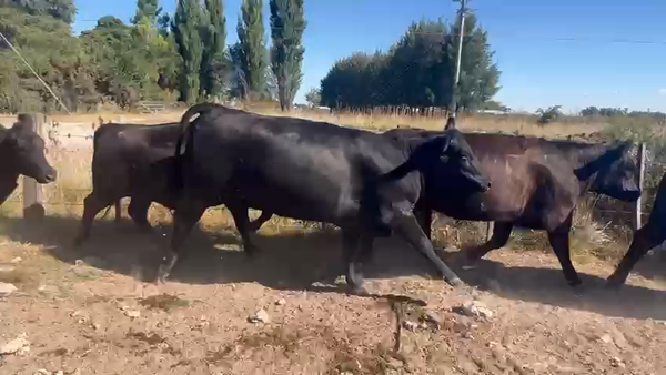 Lote 21 Vaquillonas C/ gtia de preñez