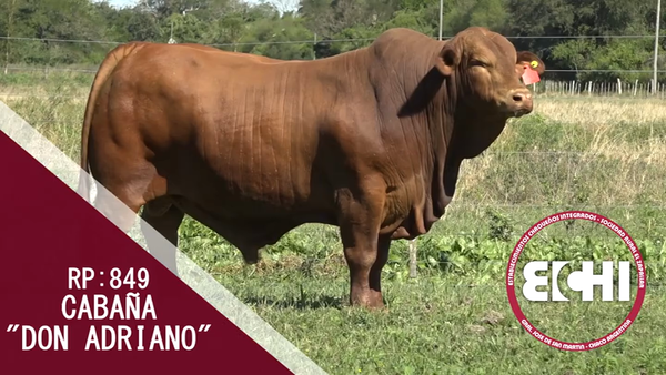 Lote TORO BRANGUS CABAÑA DON ADRIANO