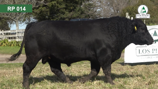 Lote 3 Toros ANGUS en Balcarce