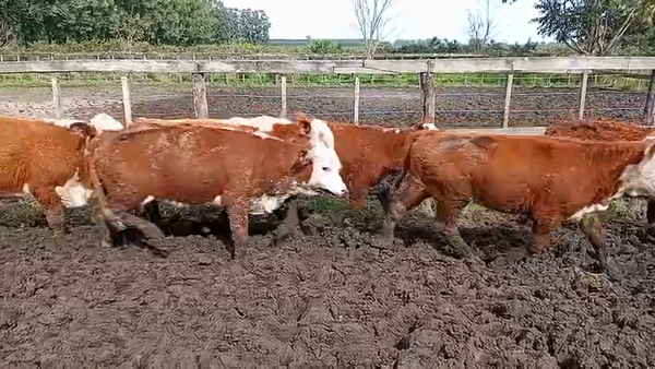 Lote 80 Terneras