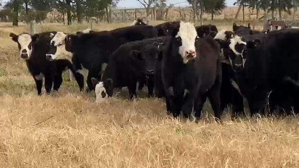 Lote 70 Terneras en Dolores, Buenos Aires