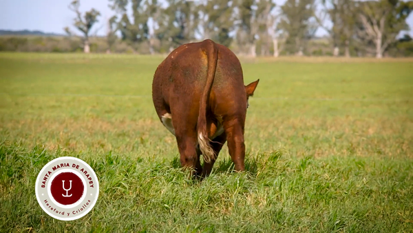 Lote TOROS SANTA MARIA DE ARAPEY