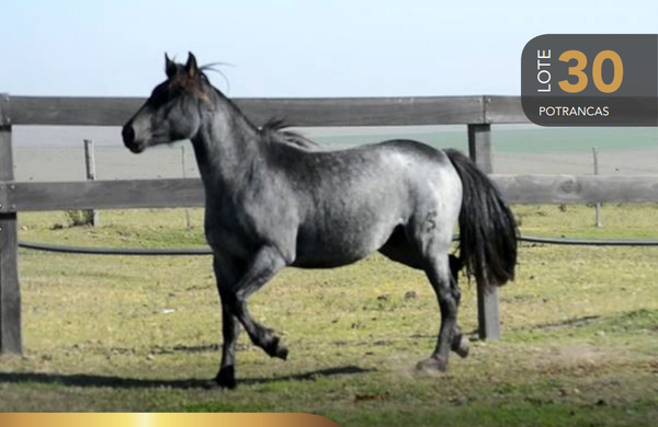 Lote Aquerenciada La Yara