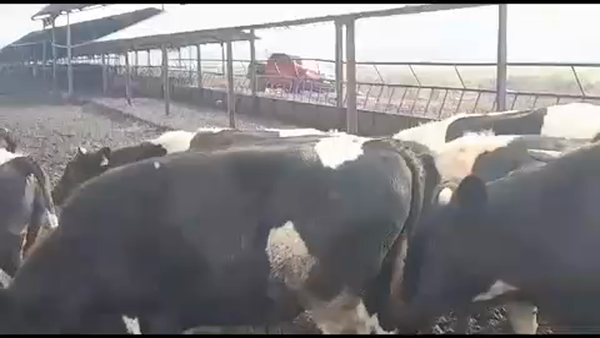 Lote 45 Novillo Gordo en Linares, VII  Región Maule