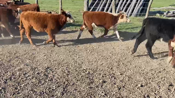 Lote 65 Terneros/as en Durazno, Entre Ríos