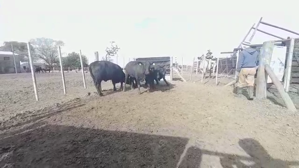 Lote VAQUILLONAS BRANGUS CABAÑA LA NORTEÑA