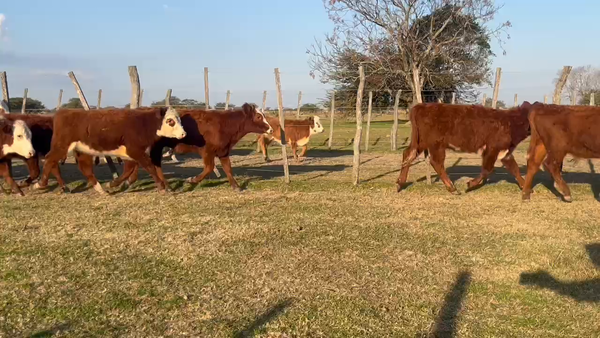 Lote 60 Terneros/as en Corrientes, Curuzu Cuatia