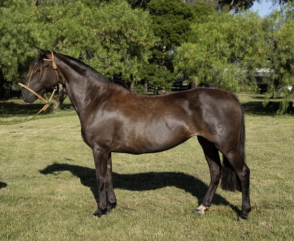 Lote PORAL ANDALUZA 691