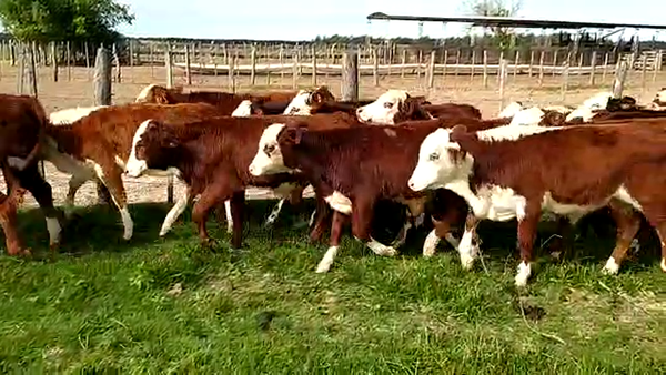 Lote 84 Terneros/as en Santa Rosa, Corrientes