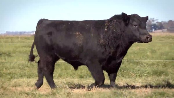 Lote Toros PP y PC a campo con DEPs