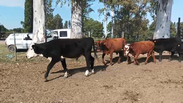 Lote 20 Terneros y Novillitos de Familia Britos