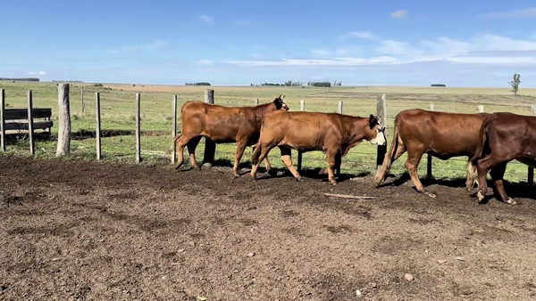 Lote VAQUILLONAS 1 A 2 AÑOS