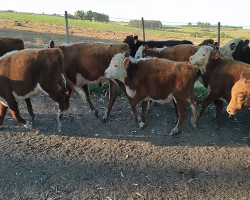 Lote (Vendido)37 Terneros 10 HE,  6 HE X AA,  11 AA,  2 RA,  7 HE X RA,  1 BRANGUR 222kg - , Canelones