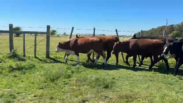 Lote NOVILLOS 1 a 2 AÑOS