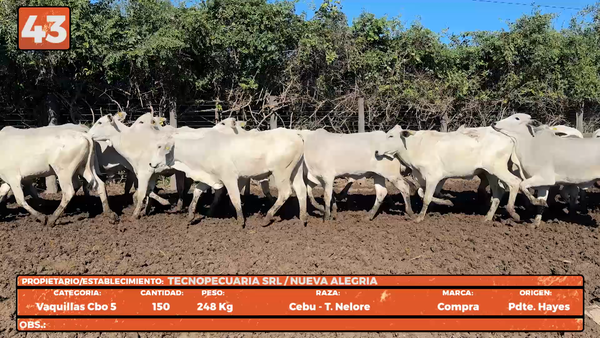 Lote LOTE 43