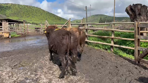 Lote 23 Novillo Gordo en Melipilla, Región Metropolitana