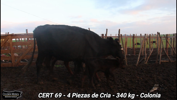 Lote 4 Piezas de cría en La Horqueta, Colonia