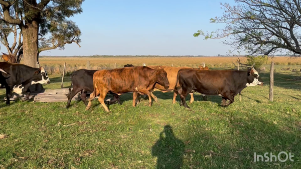 Lote 40 Vacas de invernar en Corrientes, Saladas