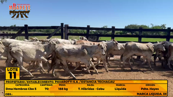 Lote LOTE 11