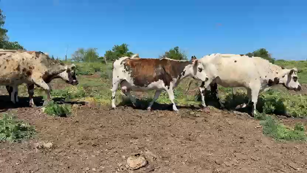 Lote VACAS DE INVERNADA