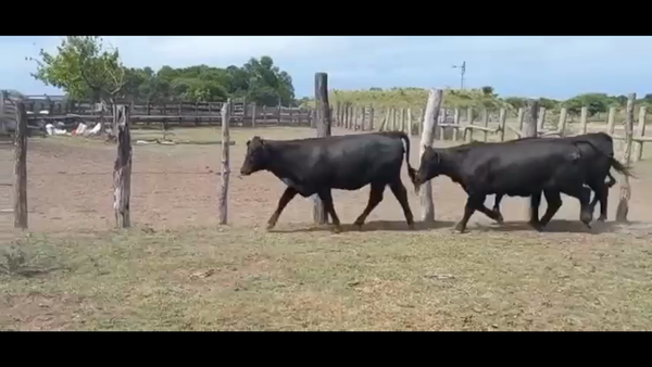 Lote 31 Vaquillonas preñadas en Puero Tirol, Chaco