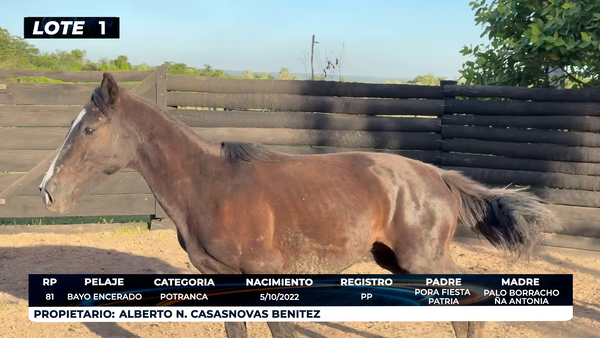 Lote LOTE 1