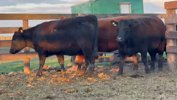 Lote Vaquillonas PC preñadas