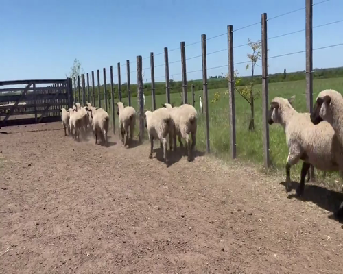 Lote 48 Borregas en Soriano, Dolores