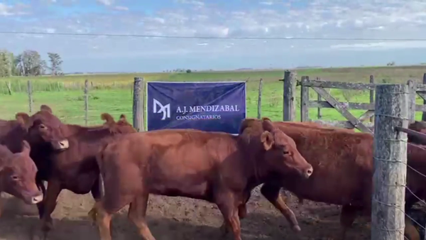 Lote 50 NOVILLITOS Y VAQUILLONAS, DAIREAUX, BS. AS.